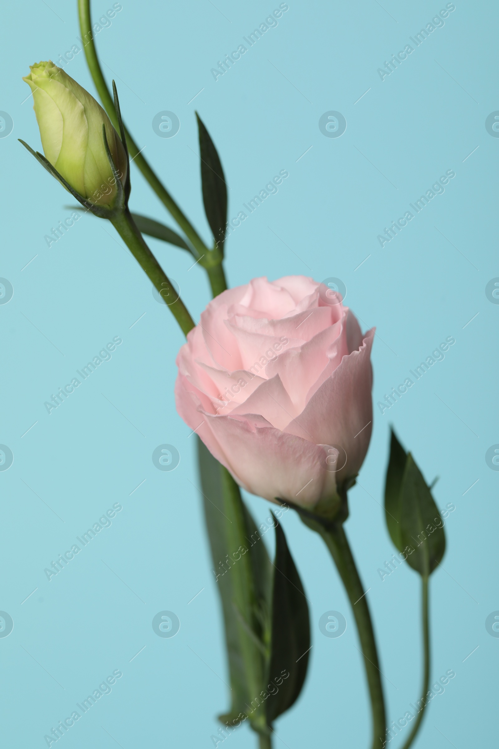 Photo of Beautiful eustoma flower on light blue background, closeup