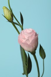 Beautiful eustoma flower on light blue background, closeup