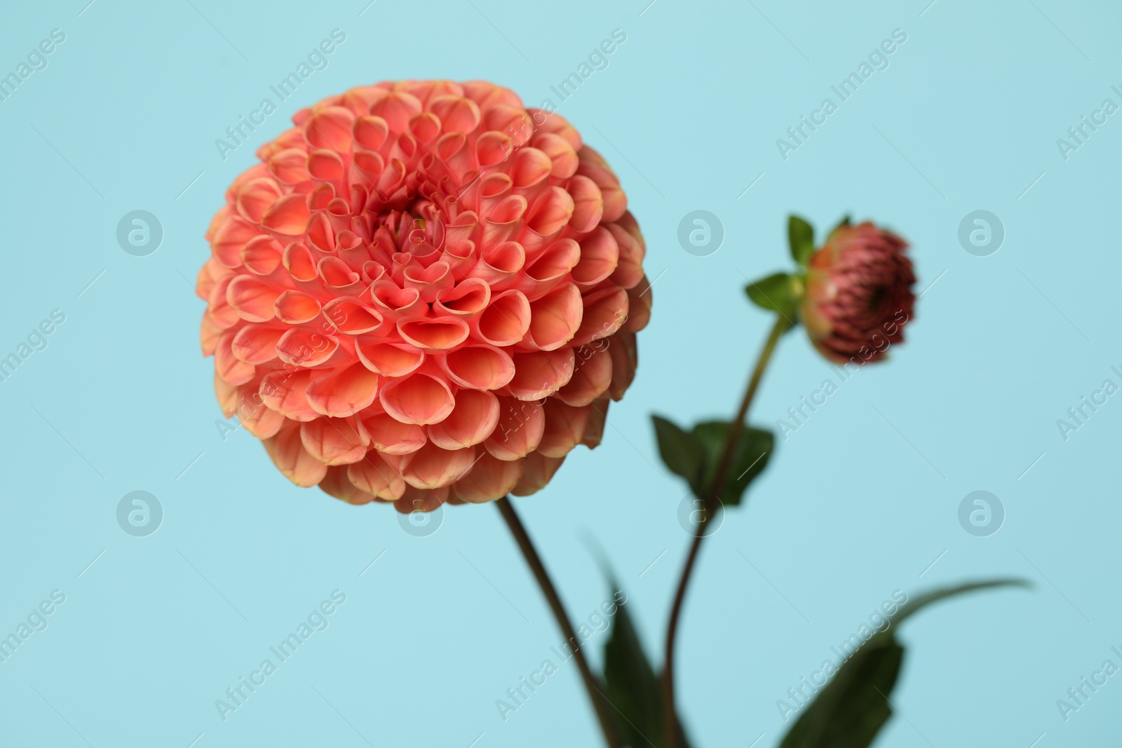 Photo of Beautiful dahlia flower on light blue background