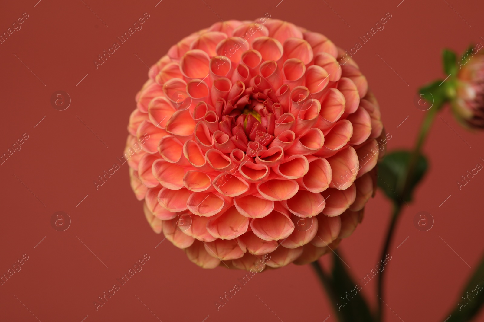 Photo of Beautiful dahlia flower on dark red background, closeup