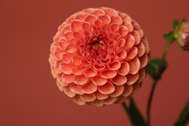 Photo of Beautiful dahlia flower on dark red background, closeup