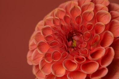 Beautiful dahlia flower on dark red background, closeup