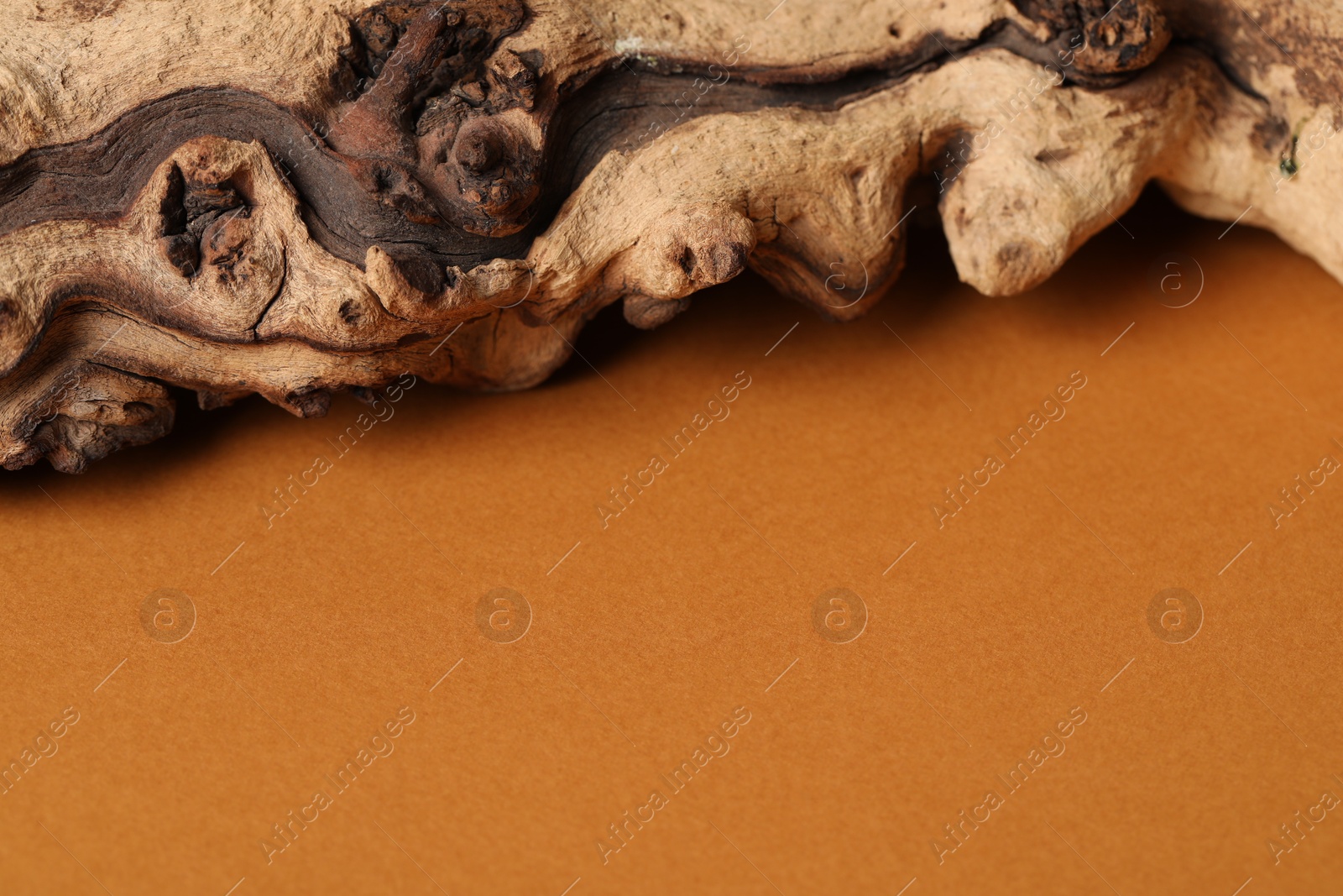 Photo of Piece of driftwood on brown background, closeup. Space for text