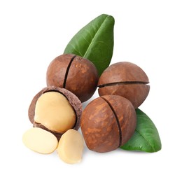 Image of Macadamia nuts and green leaves on white background