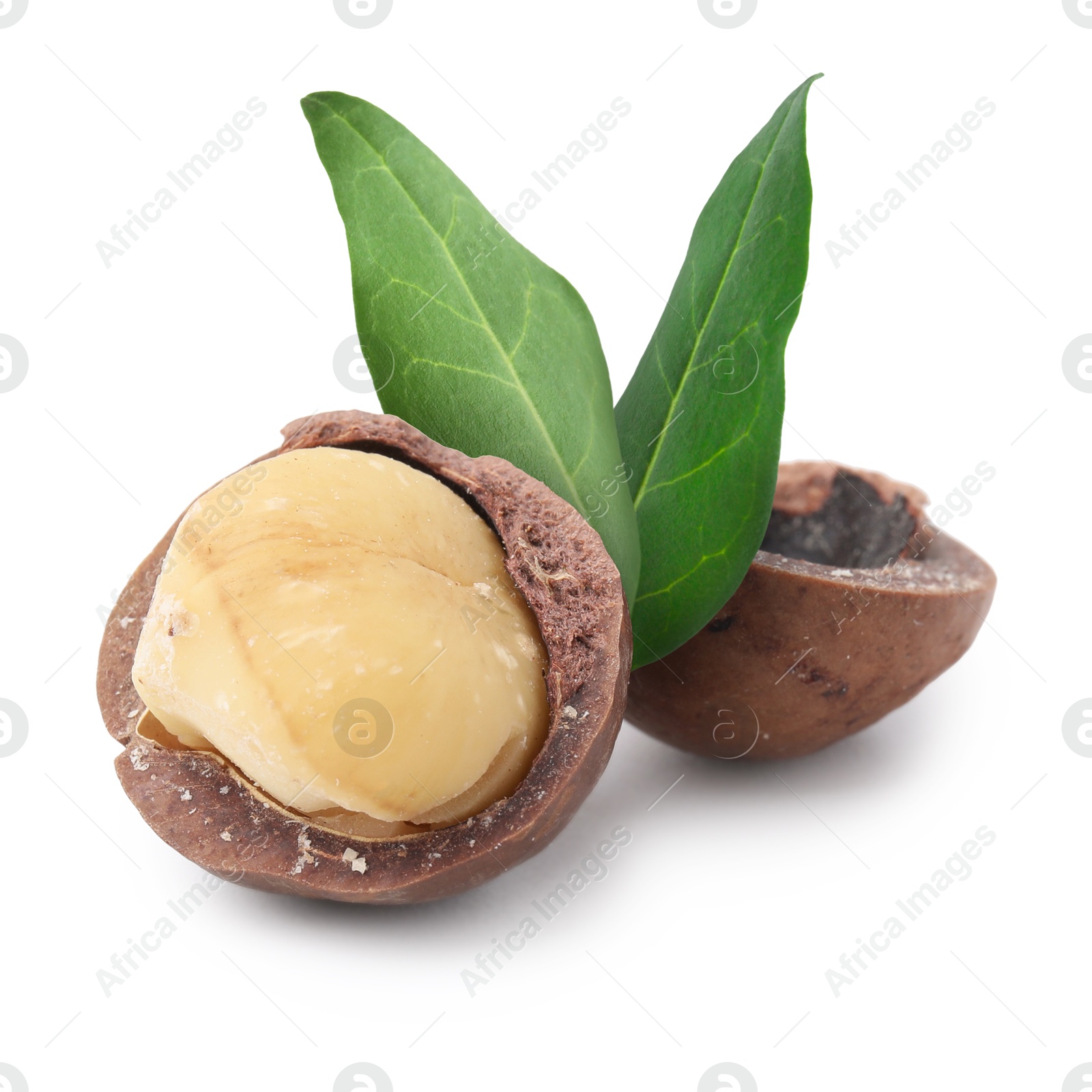 Image of Macadamia nut and green leaves on white background