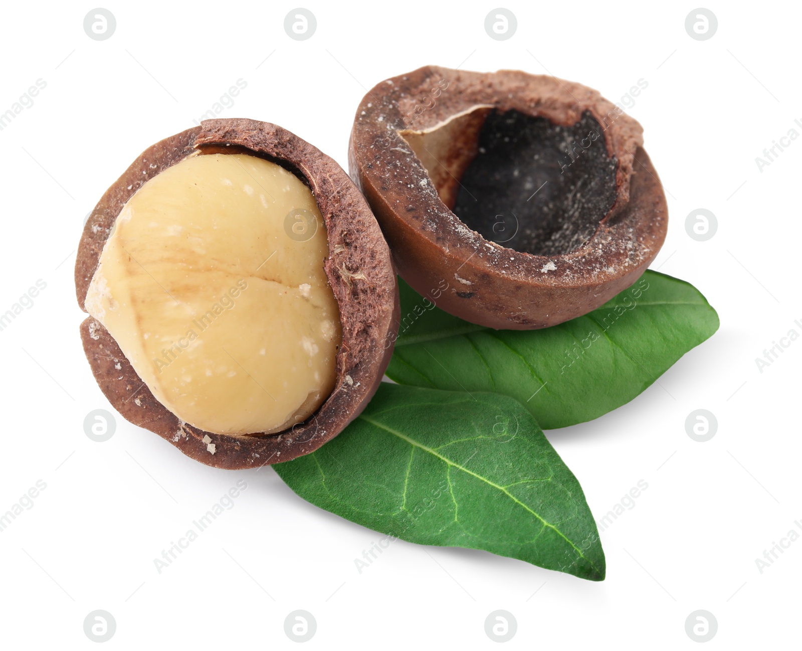 Image of Macadamia nut and green leaves on white background