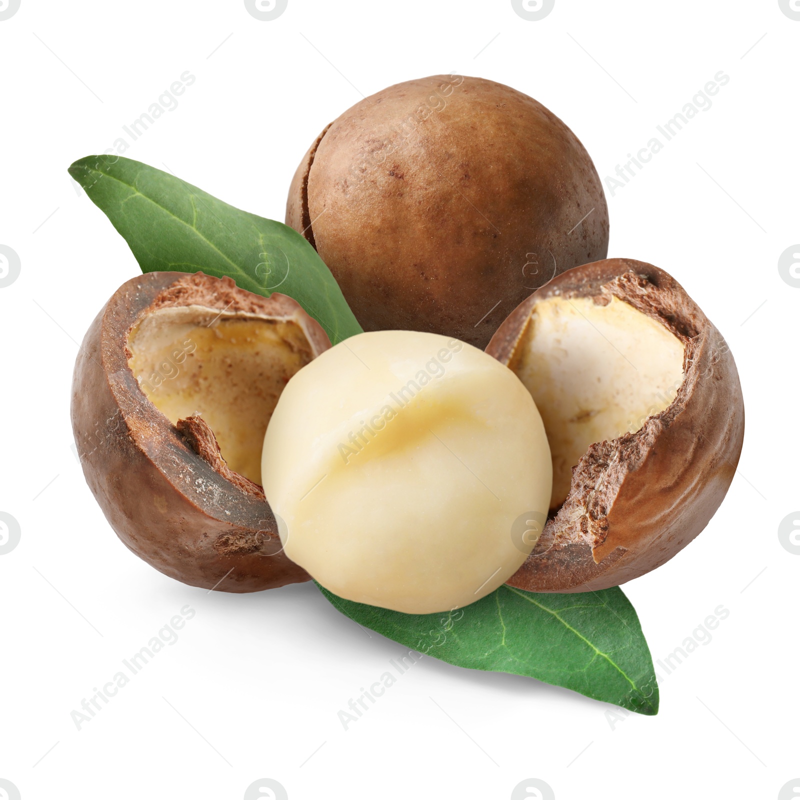 Image of Macadamia nuts and green leaves on white background