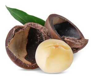 Image of Macadamia nut and green leaf on white background