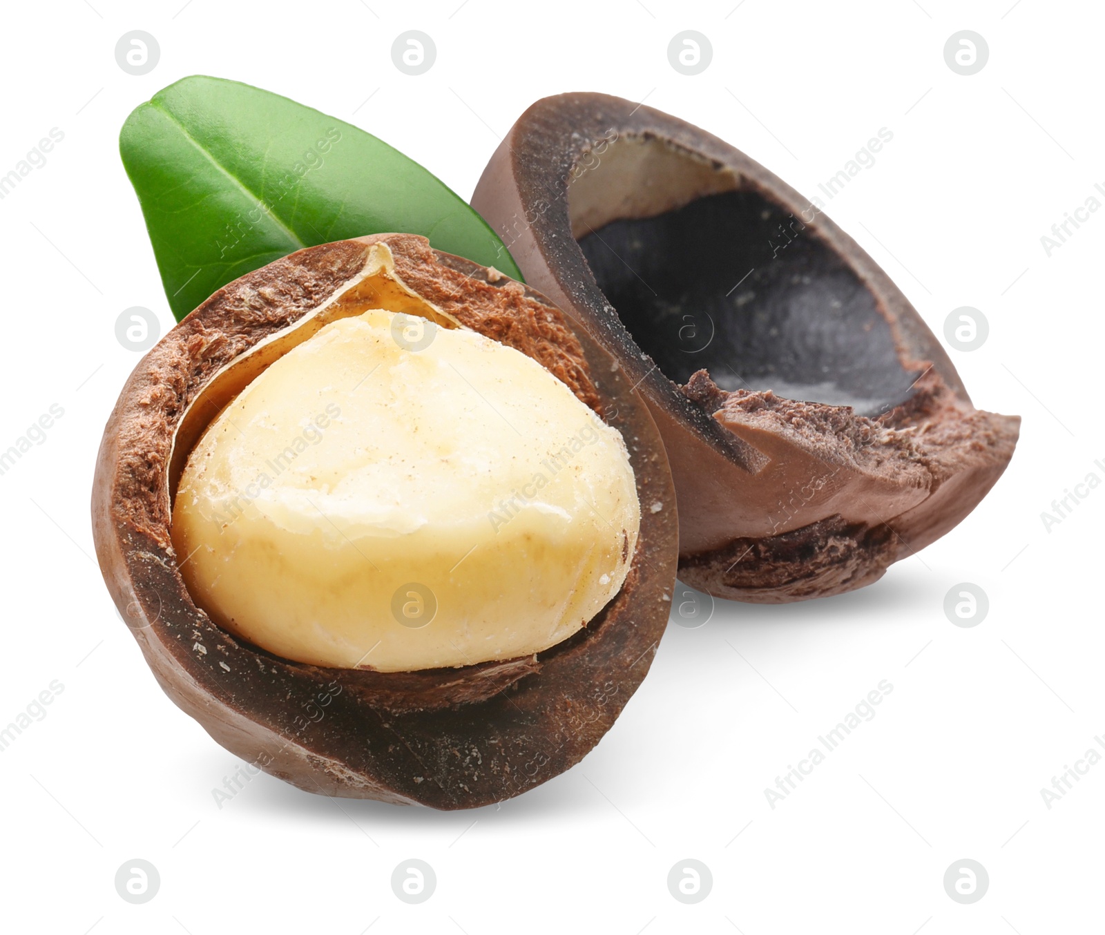 Image of Macadamia nut and green leaf on white background