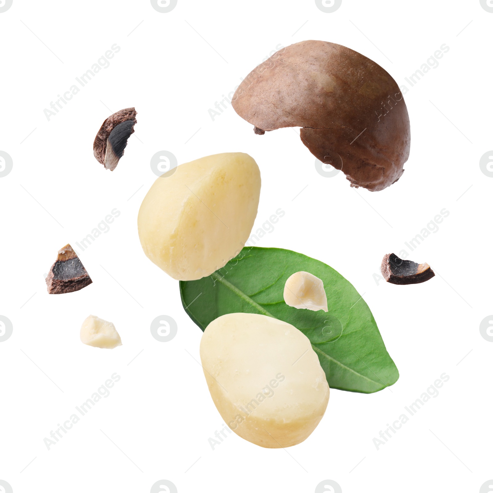 Image of Macadamia nut and green leaf in air on white background