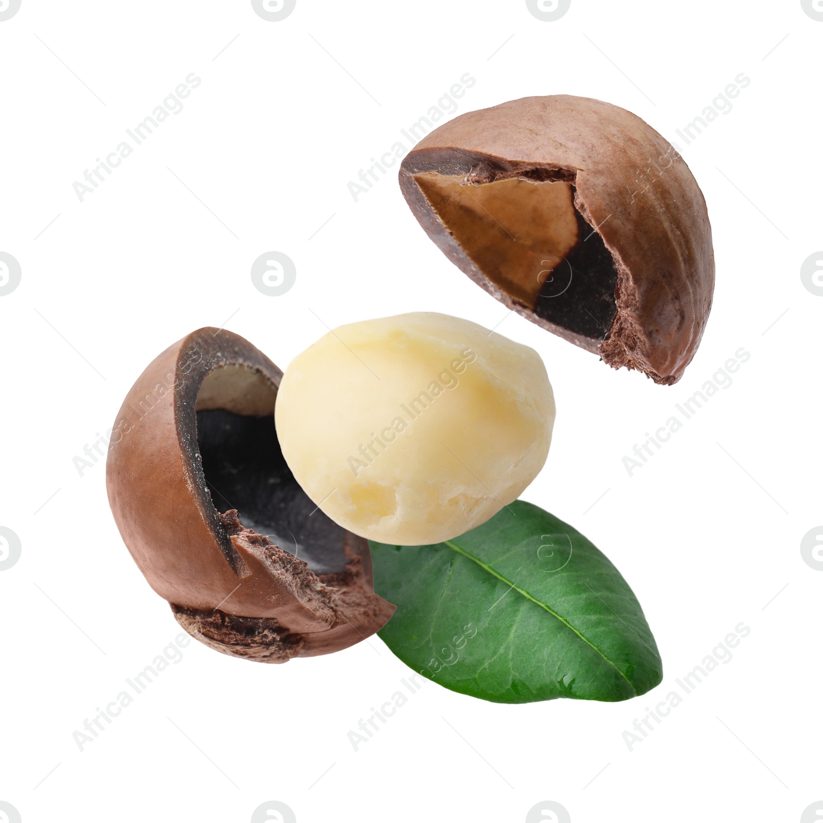 Image of Macadamia nut and green leaf in air on white background