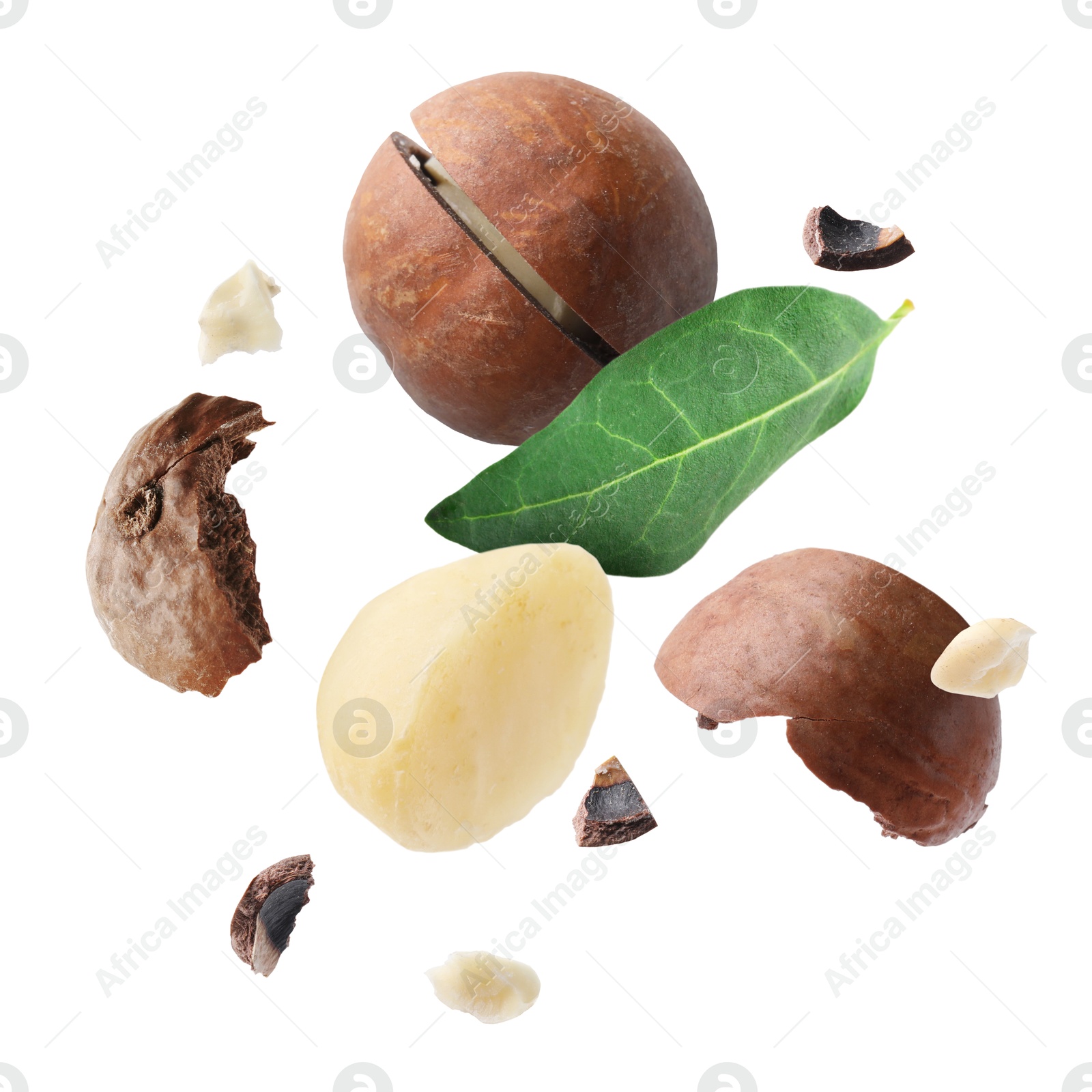 Image of Macadamia nut and green leaf in air on white background