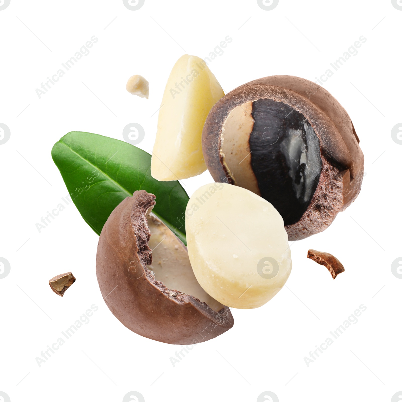 Image of Macadamia nut and green leaf in air on white background