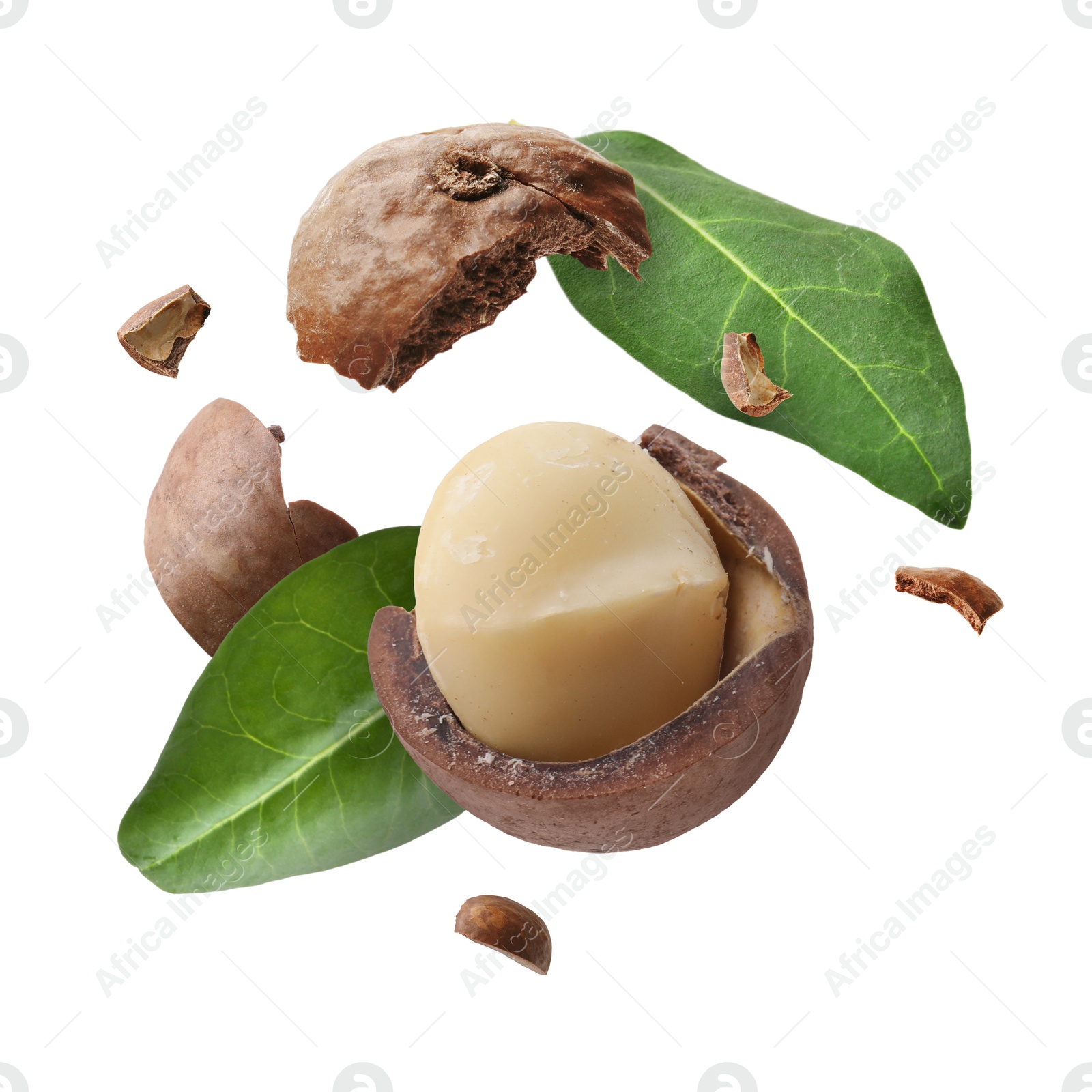 Image of Macadamia nut and green leaves in air on white background