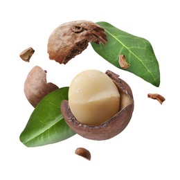 Image of Macadamia nut and green leaves in air on white background