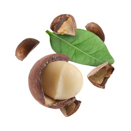 Image of Macadamia nut and green leaf in air on white background