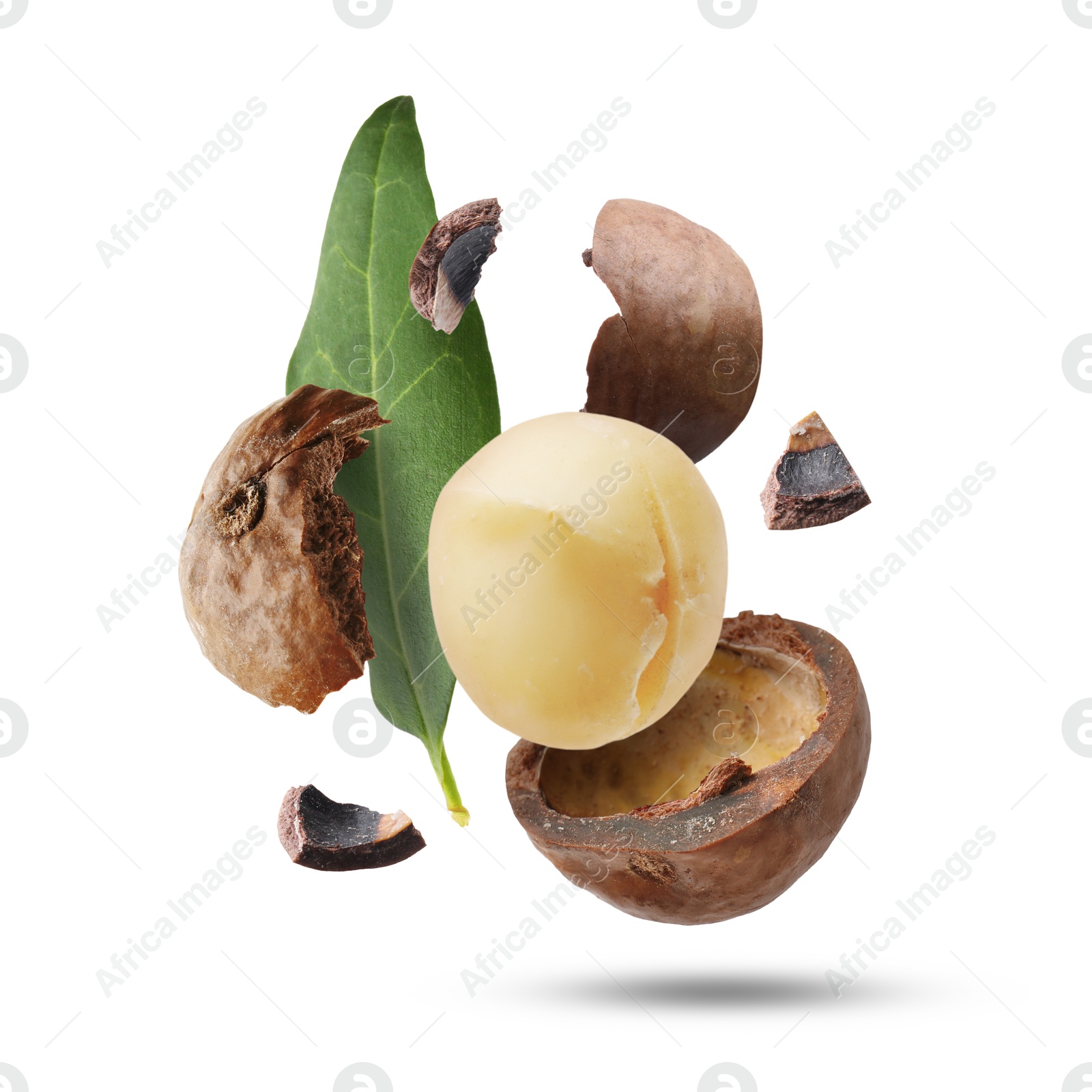 Image of Macadamia nut and green leaf in air on white background