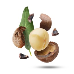 Macadamia nut and green leaf in air on white background