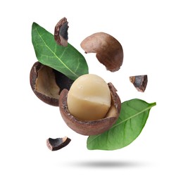 Image of Macadamia nut and green leaves in air on white background