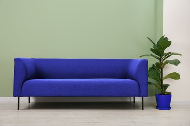 Image of Comfortable blue sofa and houseplant near light green wall in room