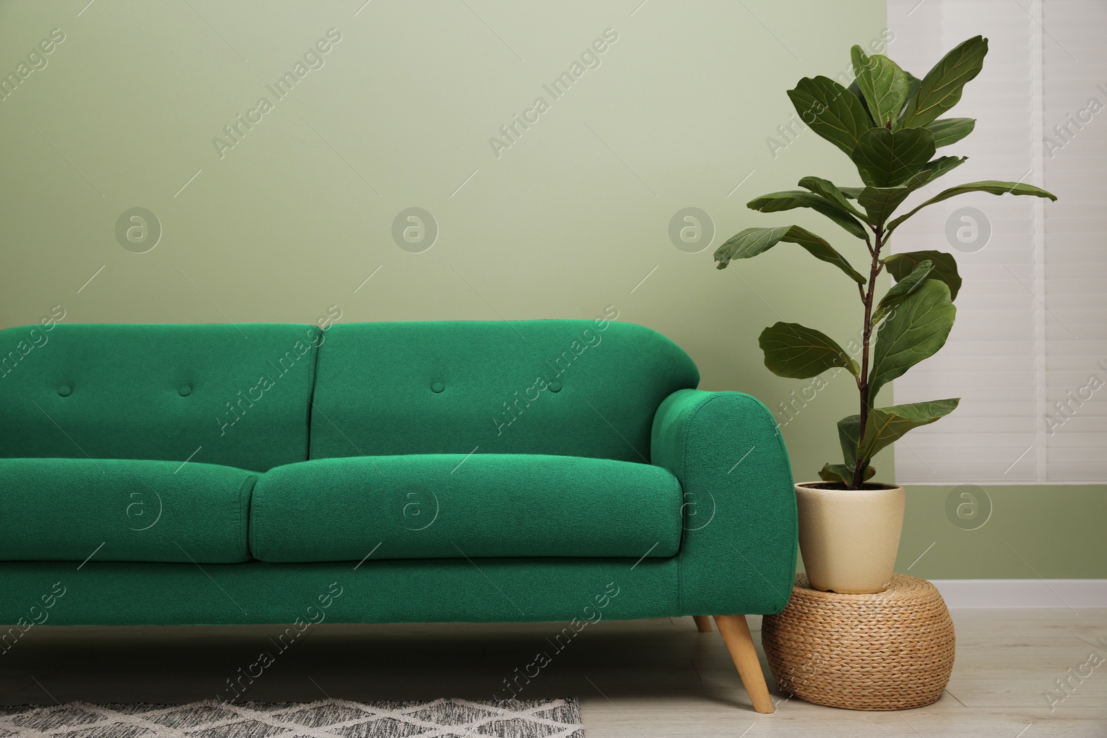 Image of Comfortable sofa and houseplant near light green wall in room