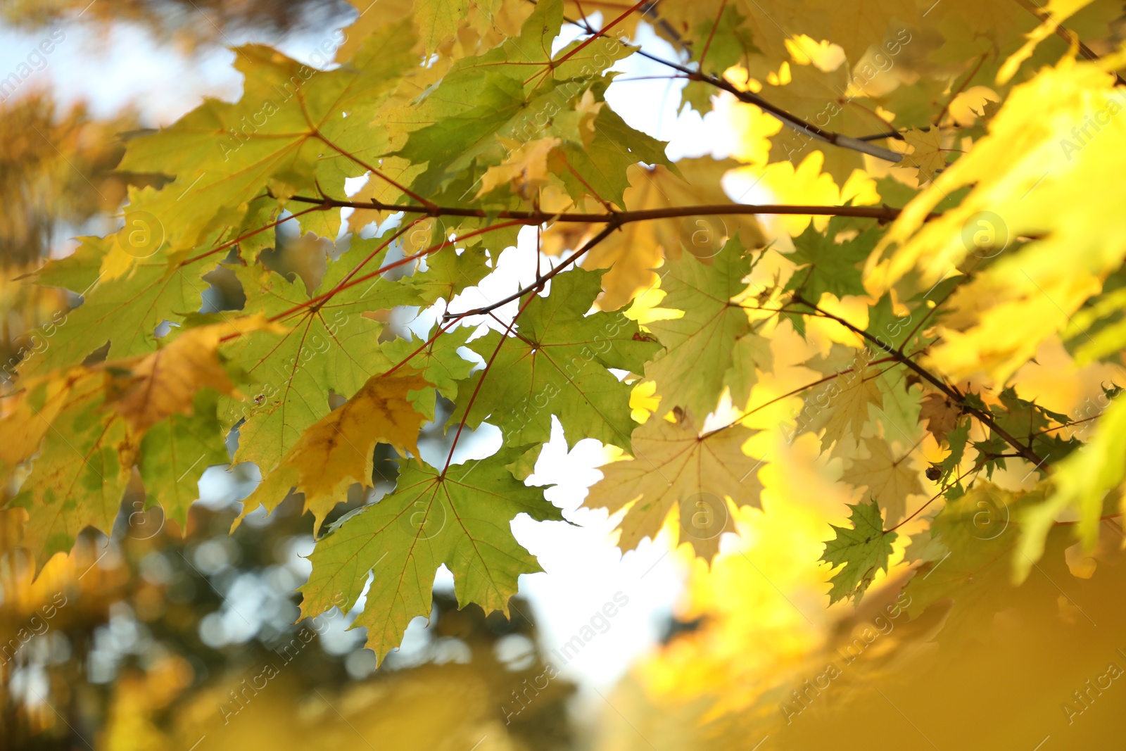 Photo of Beautiful maple tree with bright leaves outdoors, closeup