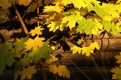 Photo of Beautiful maple tree with bright leaves outdoors, closeup