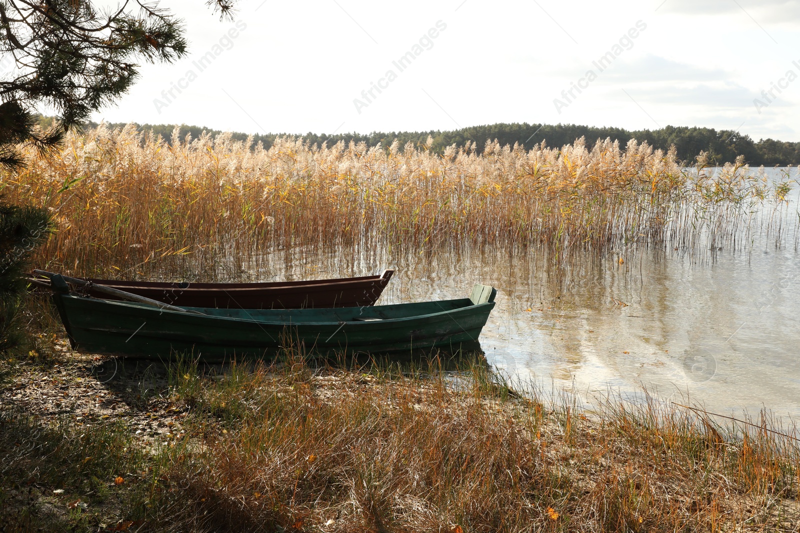 Photo of Two wooden boats and dry reeds growing near river