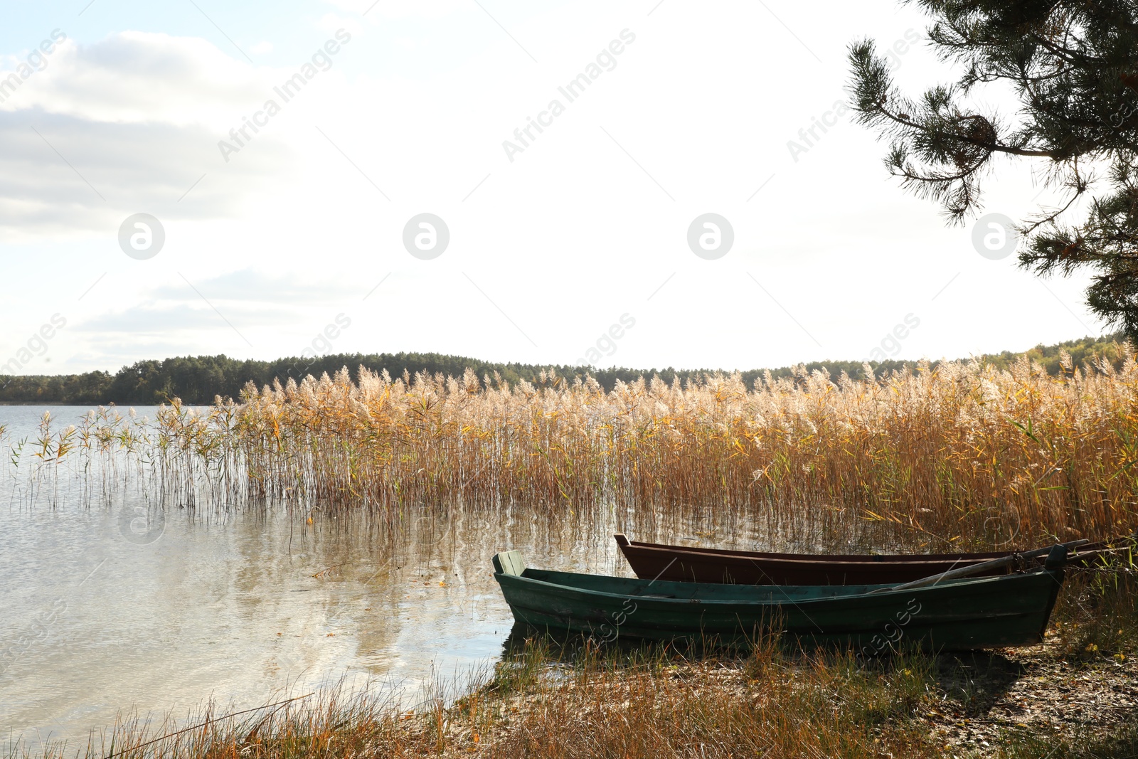 Photo of Two wooden boats and dry reeds growing near river