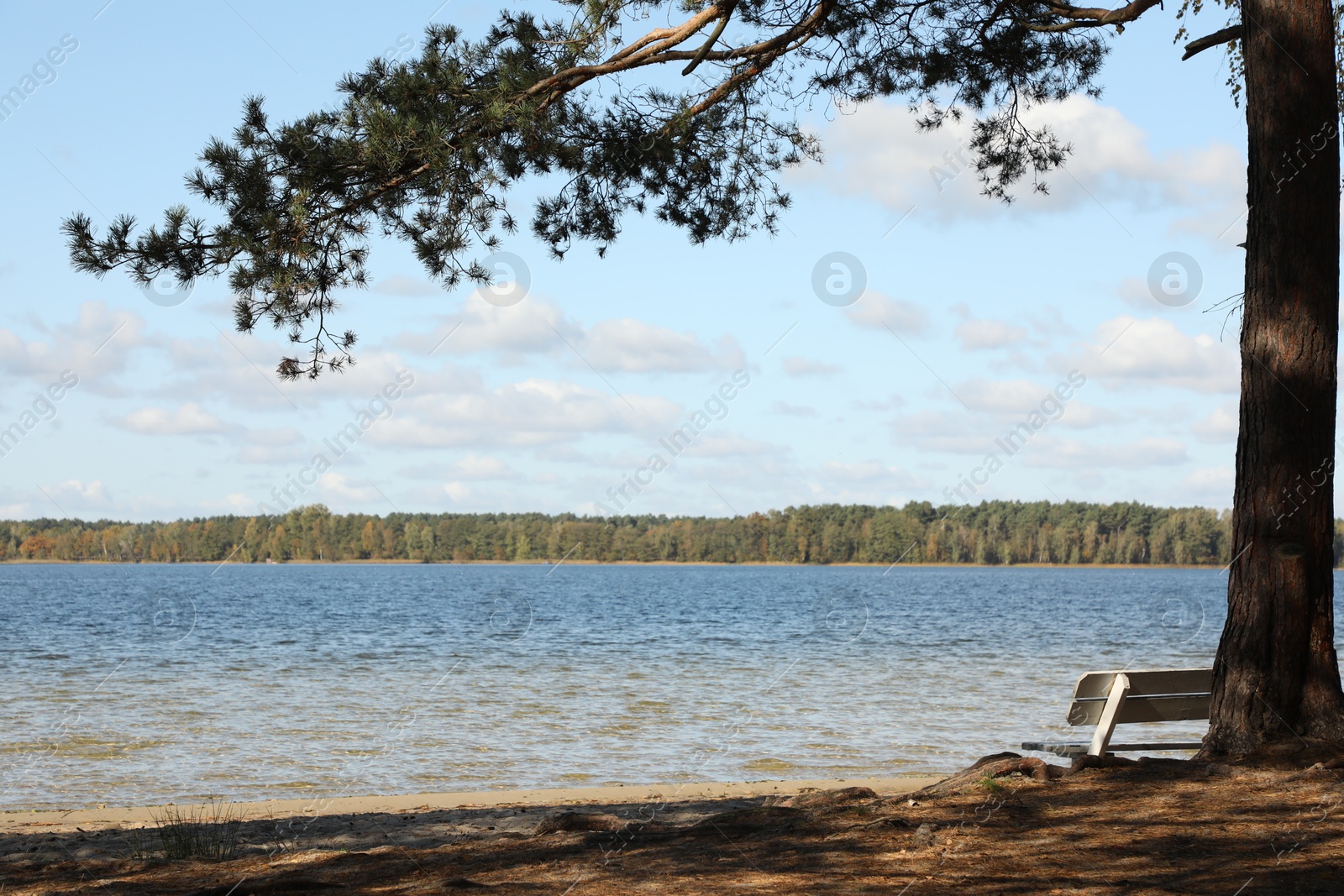 Photo of Beautiful pine tree and wooden bench near river