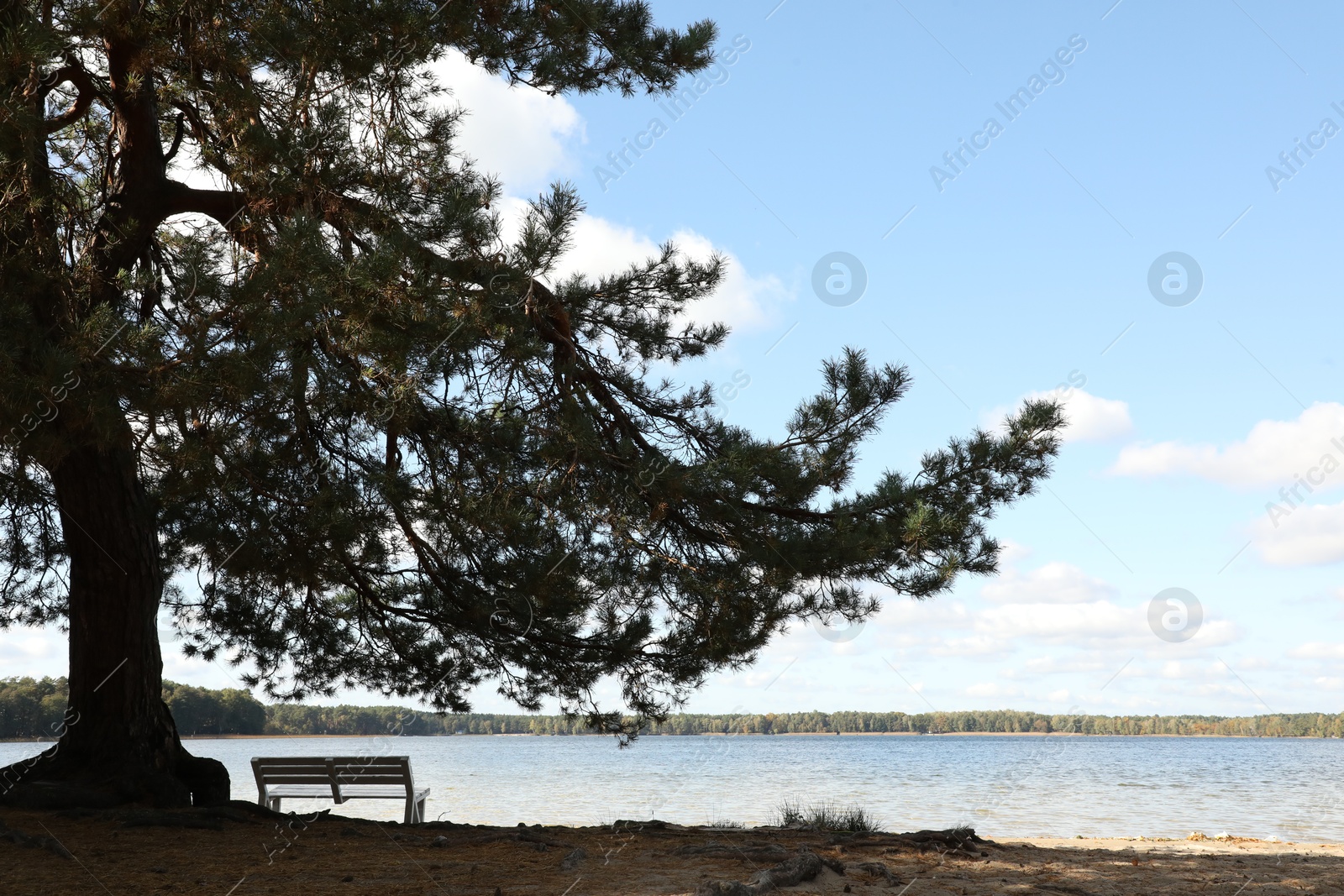 Photo of Wooden bench under pine tree near river