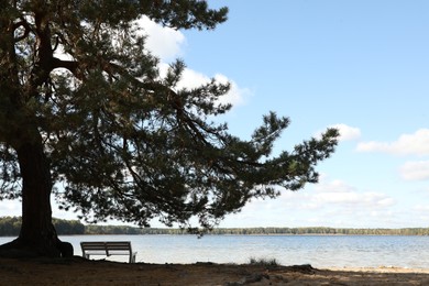 Wooden bench under pine tree near river