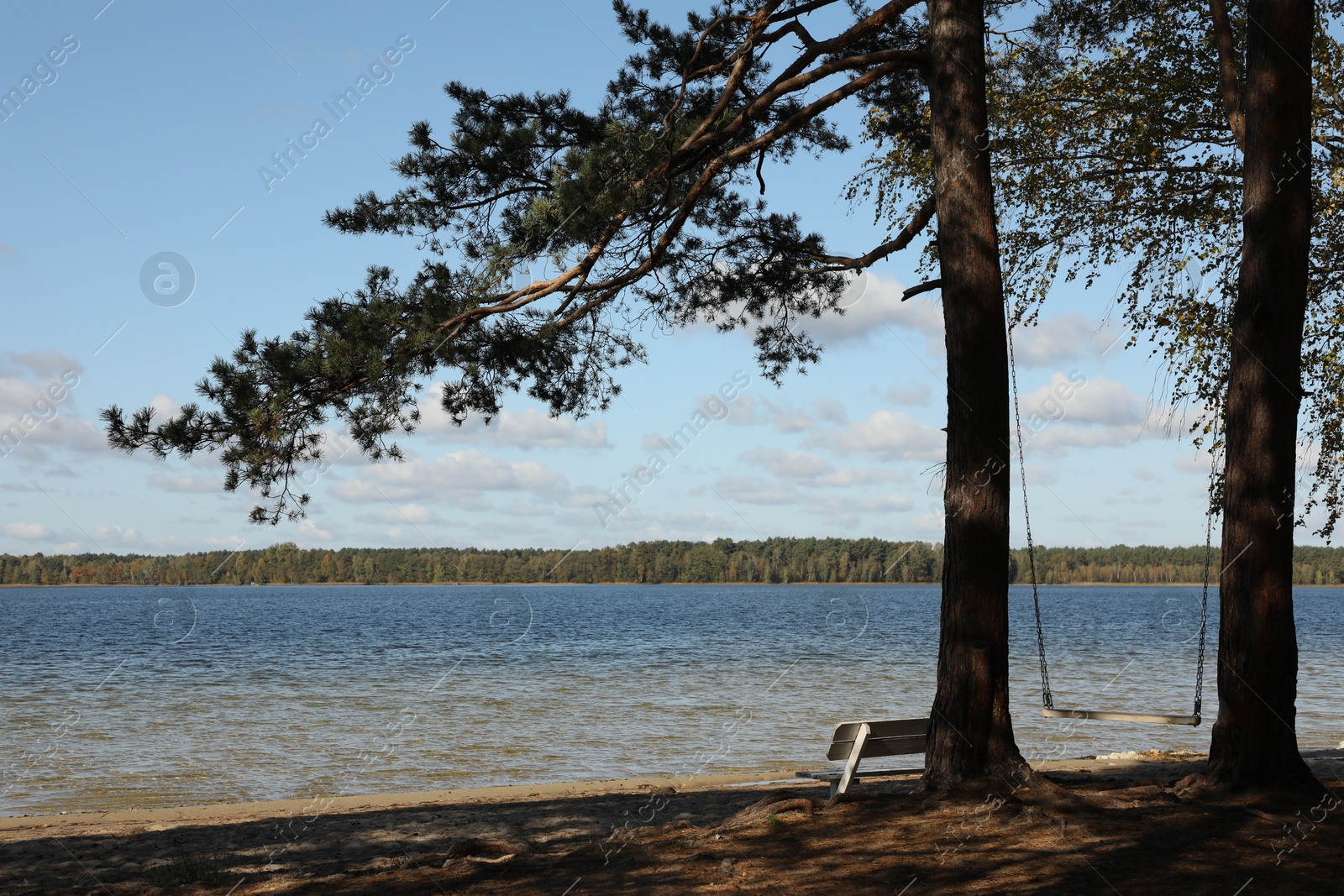 Photo of Beautiful trees, bench and swing near river