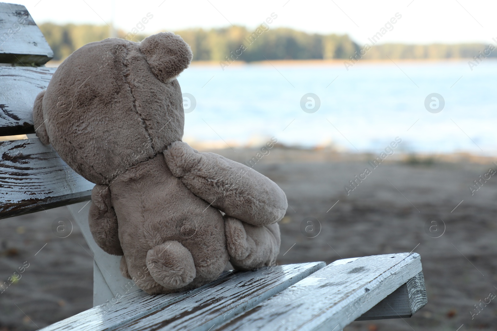 Photo of Lonely teddy bear on bench at beach, back view