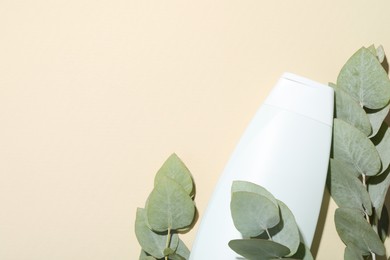 Photo of Shampoo in bottle and green eucalyptus leaves on beige background, top view. Space for text