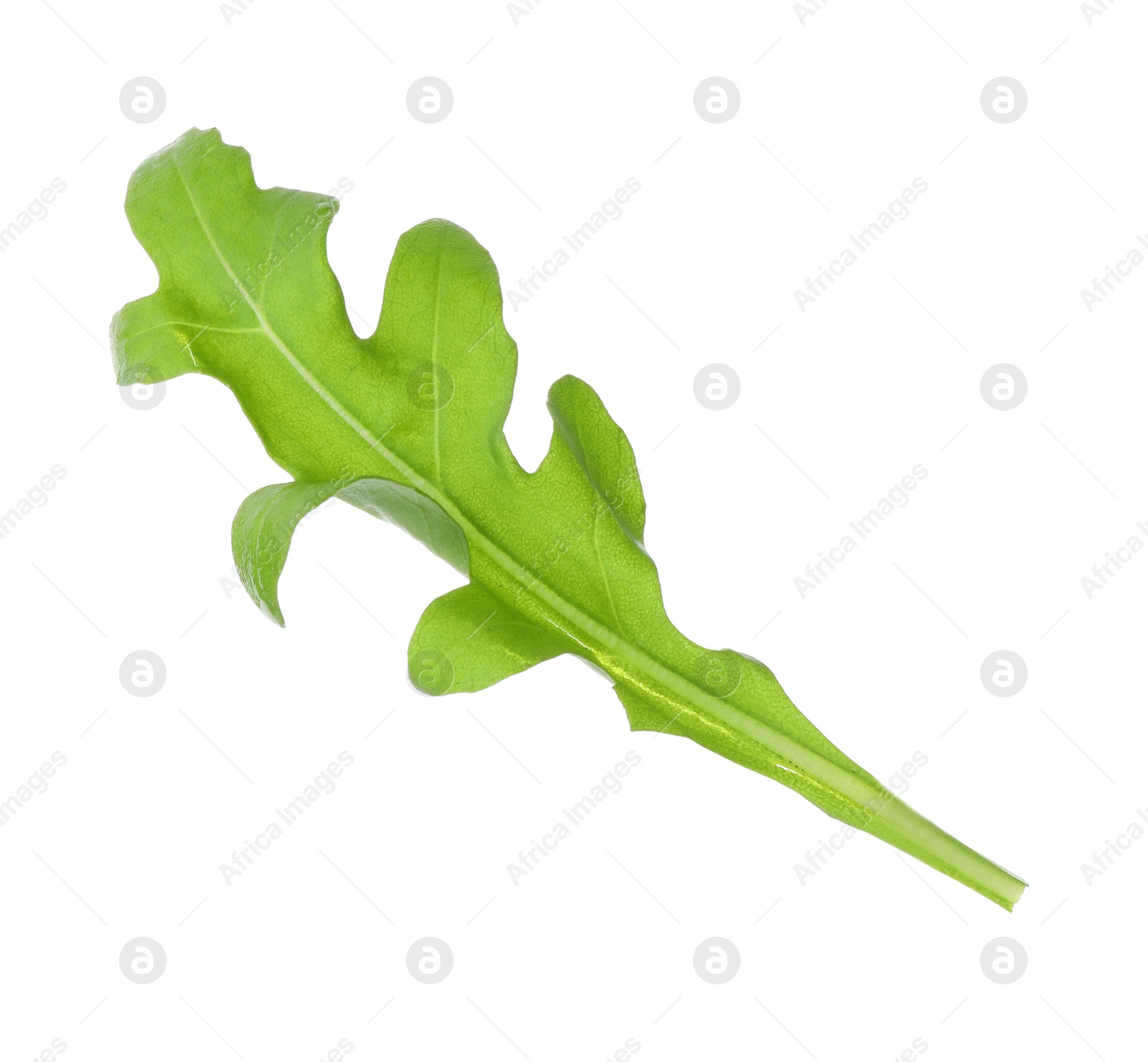 Photo of One fresh arugula leaf on white background