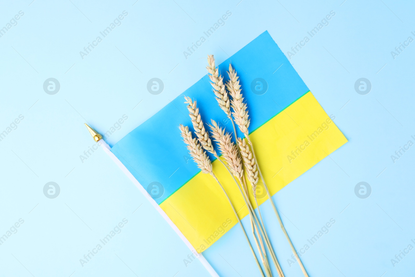 Photo of Ears of wheat and Ukrainian flag on light blue background, top view