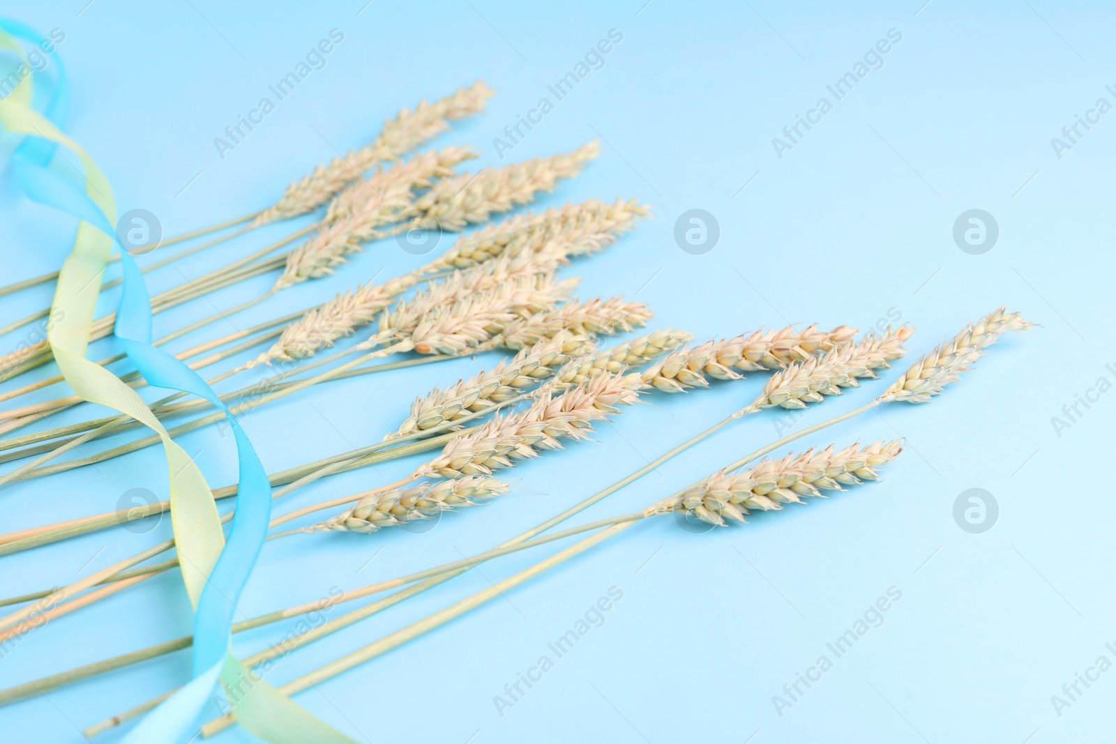 Photo of Ears of wheat with ribbons in colors of Ukrainian national flag on light blue background, closeup