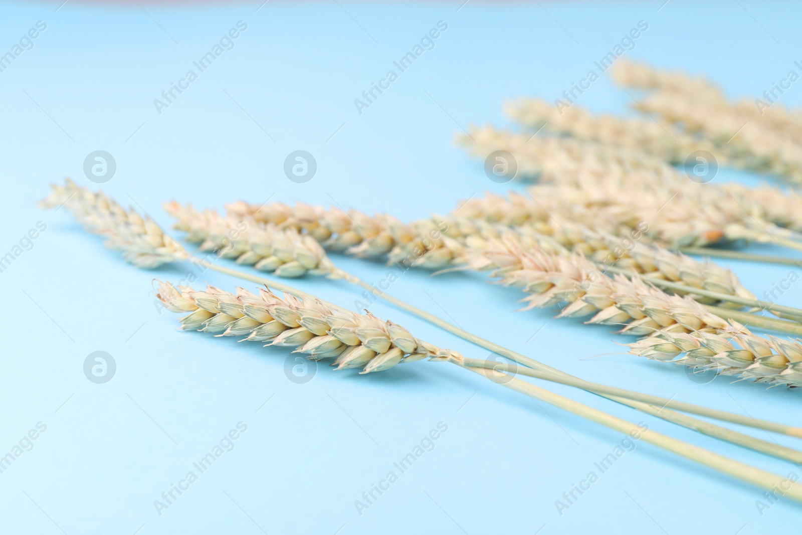 Photo of Ears of wheat on light blue background, closeup