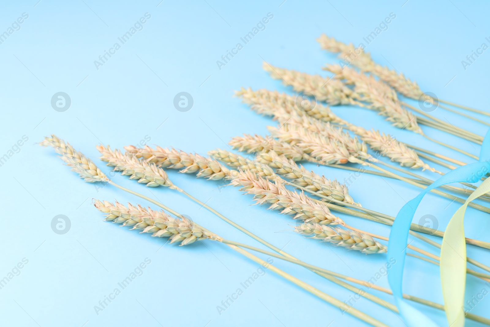 Photo of Ears of wheat with ribbons in colors of Ukrainian national flag on light blue background, closeup