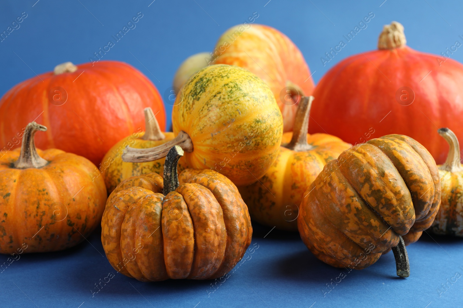 Photo of Group of fresh pumpkins on blue background, closeup