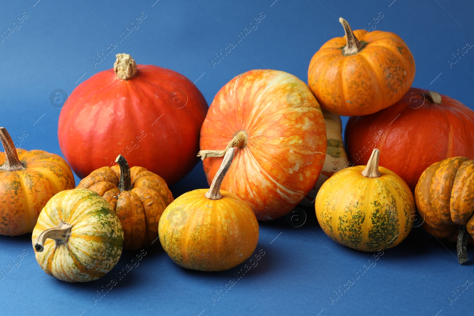 Photo of Group of fresh pumpkins on blue background, closeup