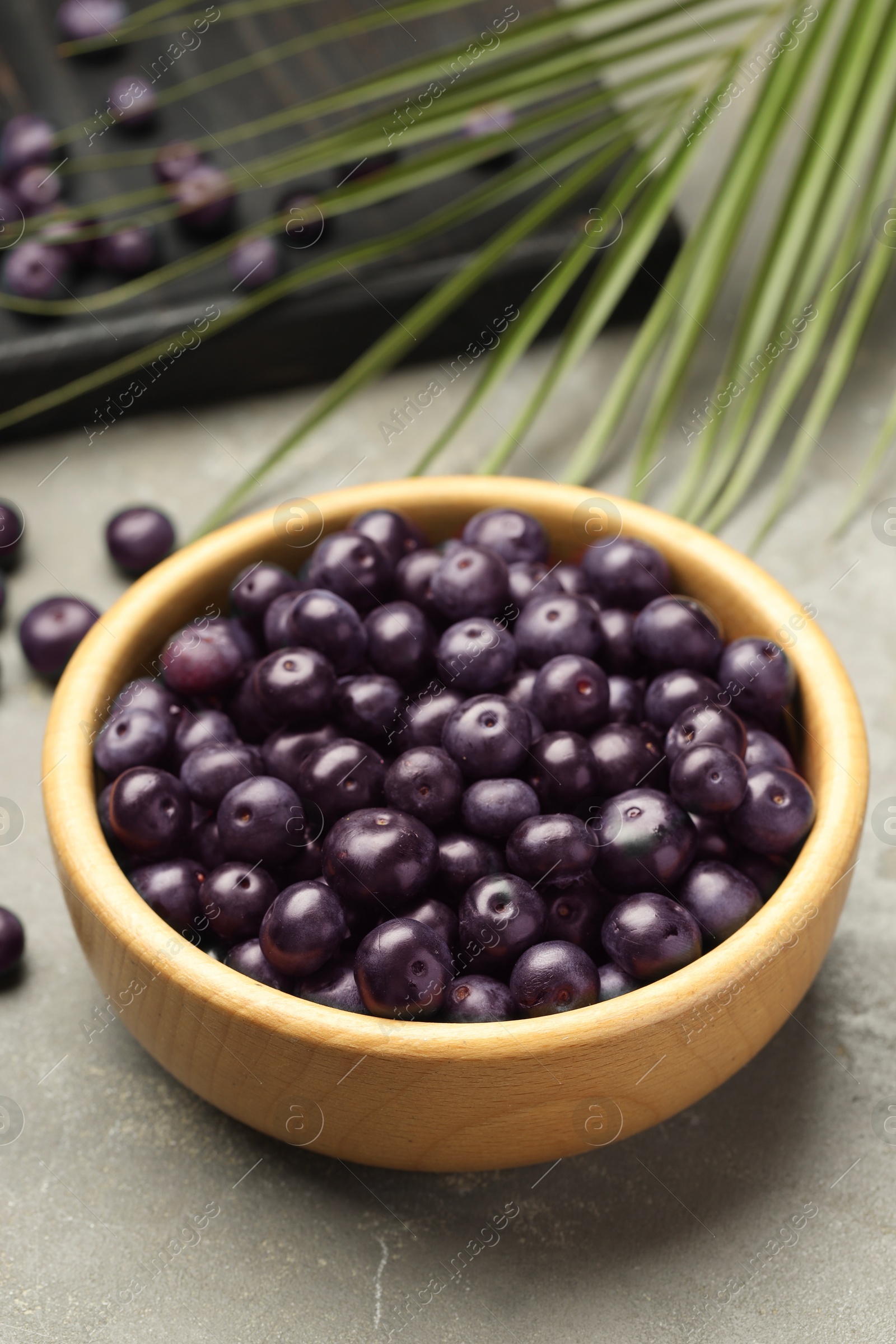 Photo of Ripe acai berries in bowl on grey textured table, closeup