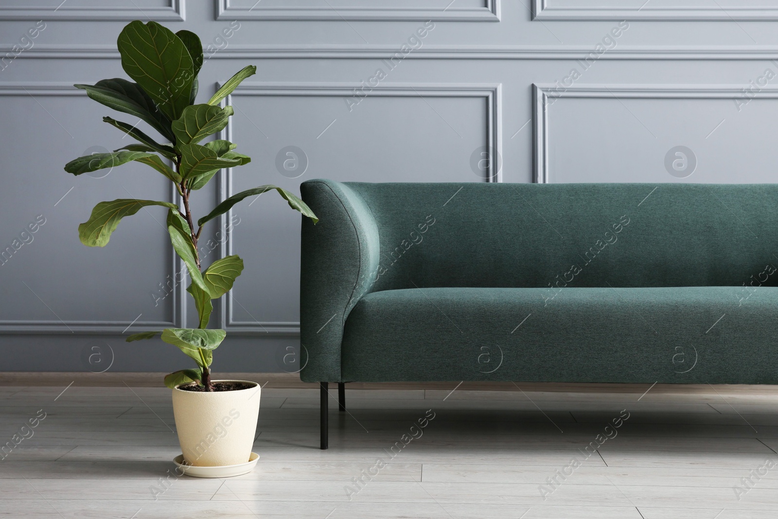 Photo of Stylish sofa and green plant near grey wall