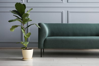 Stylish sofa and green plant near grey wall