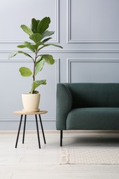 Photo of Stylish sofa and green plant on side table near grey wall