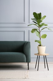 Photo of Stylish sofa and green plant on side table near grey wall