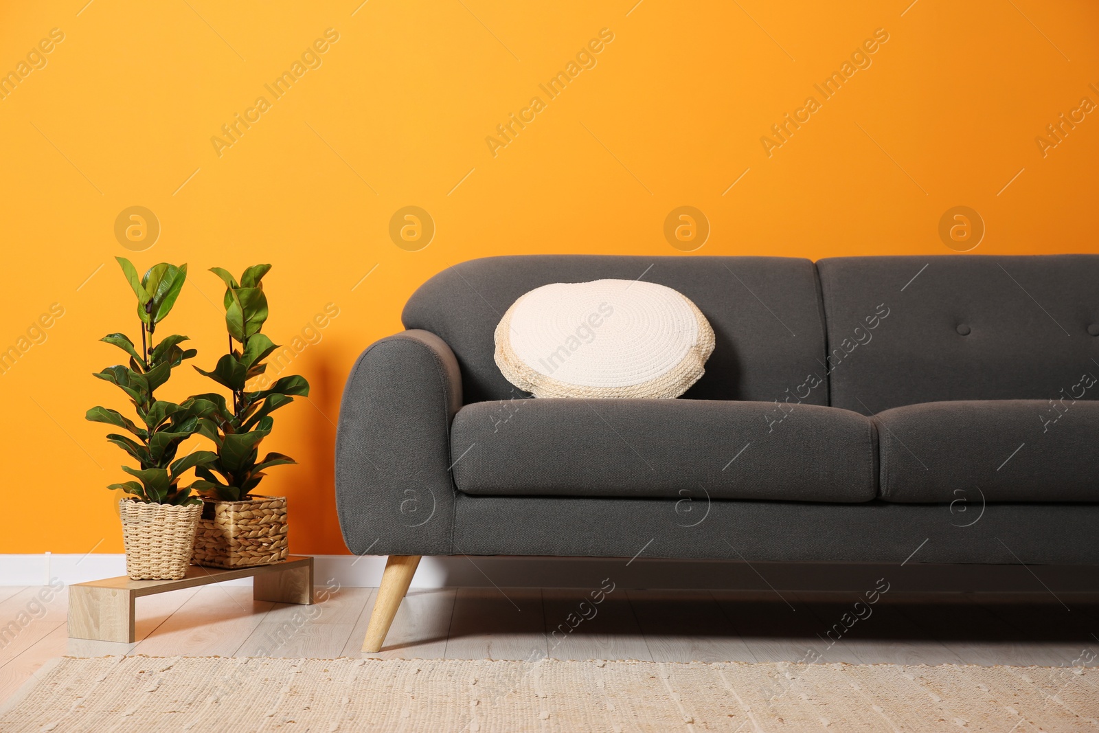 Photo of Stylish sofa with cushion and plants near orange wall