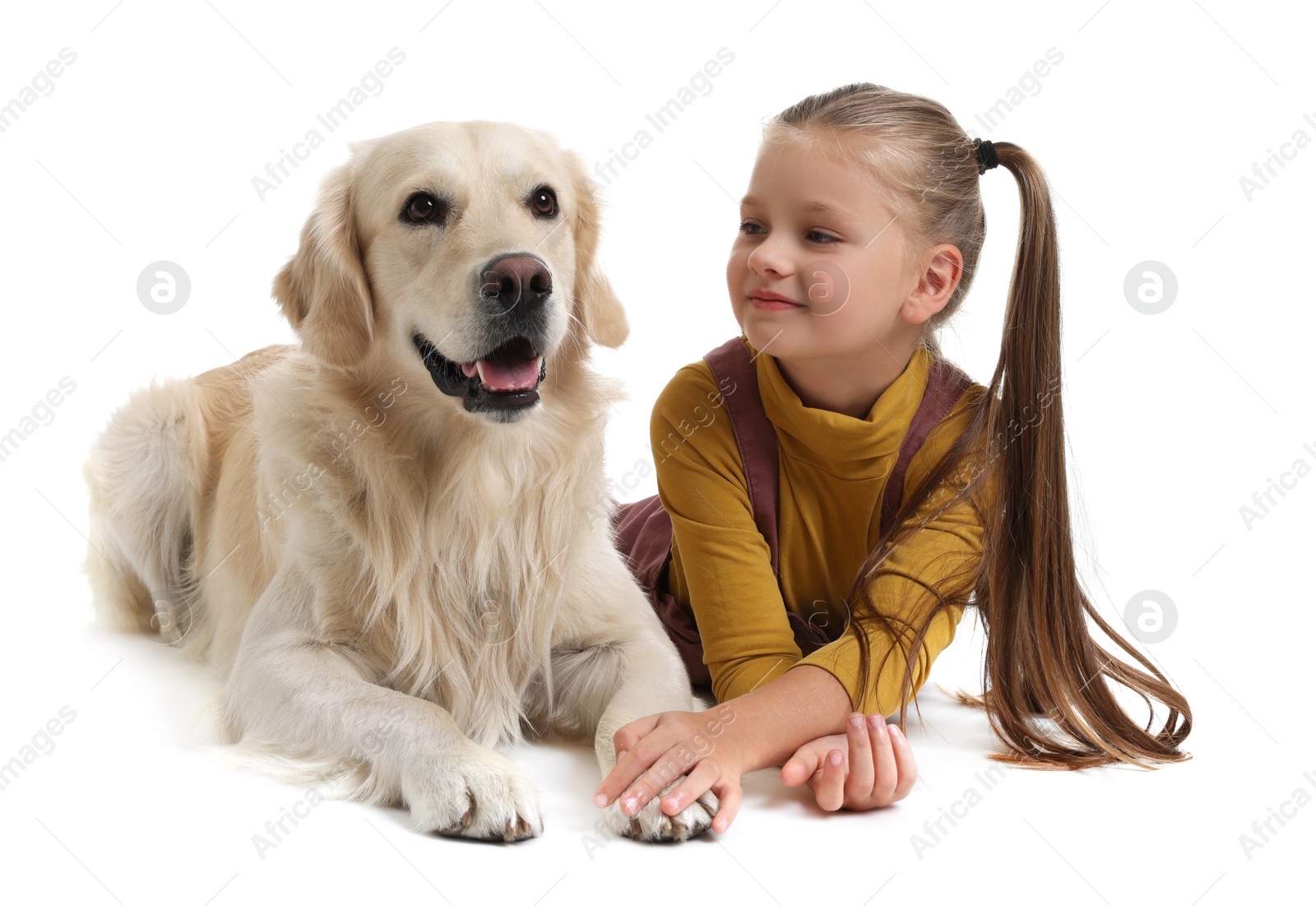 Photo of Girl with her cute Golden Retriever dog lying on white background