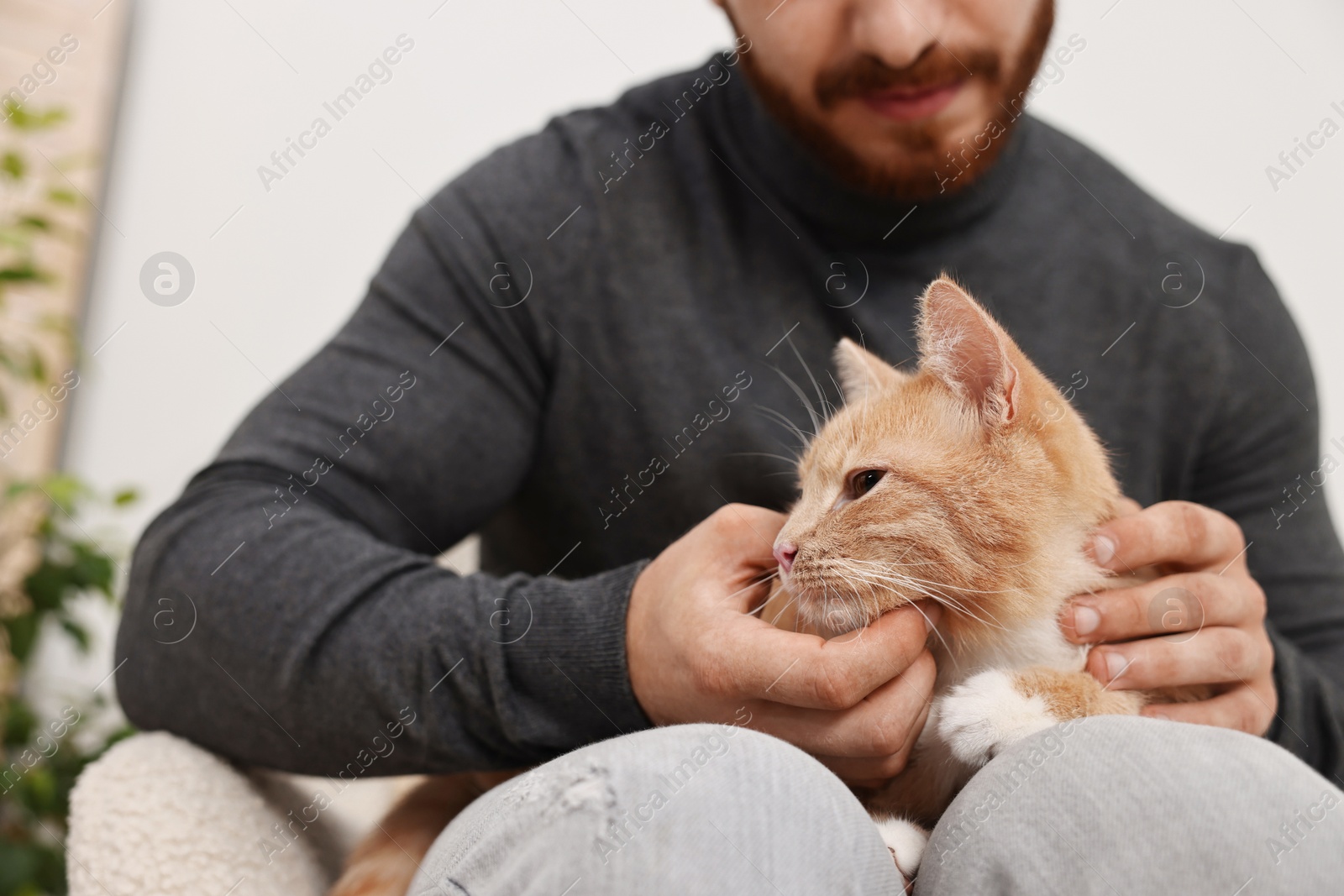 Photo of Man petting cute ginger cat on sofa at home, closeup